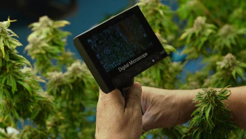 manos de persona con un aparato para monitorear cannabis