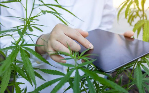 person with tablet monitoring cannabis plant