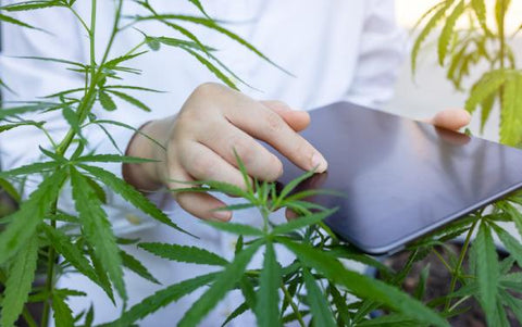 persona con tablet monitoreando planta de cannabis