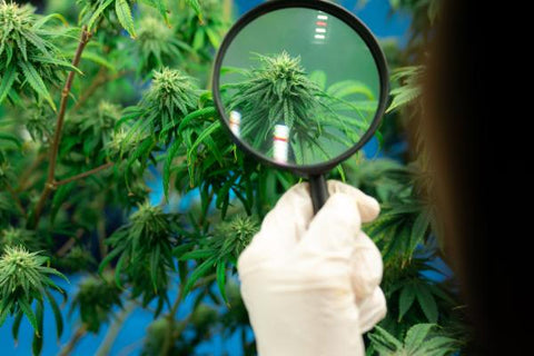 scientist with magnifying glass observing cannabis plant