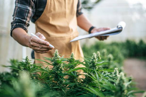 hombre con carpeta y boli tomando anotaciones en plantación de cannabis