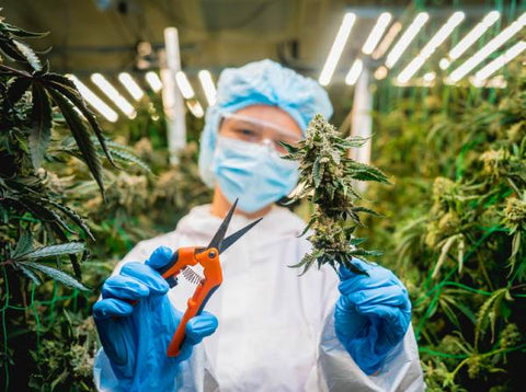 woman in protective suit and blue latex gloves with scissors in her hand and a marijuana bud
