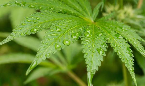 green cannabis leaf with water drops