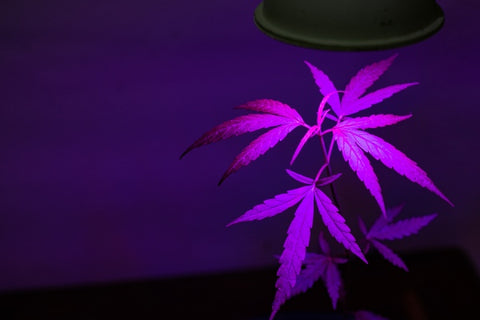 planta de cannabis con luz led rosa