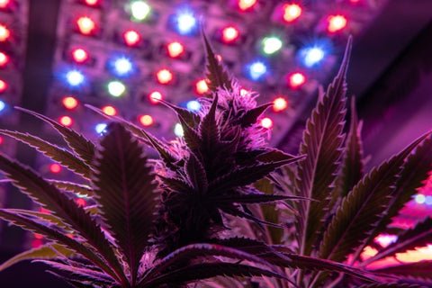 plante de cannabis avec lumières LED au plafond