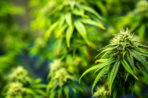 primer plano de planta de cannabis y plantas de cannabis de fondo