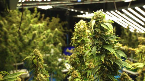 cannabis grown indoors