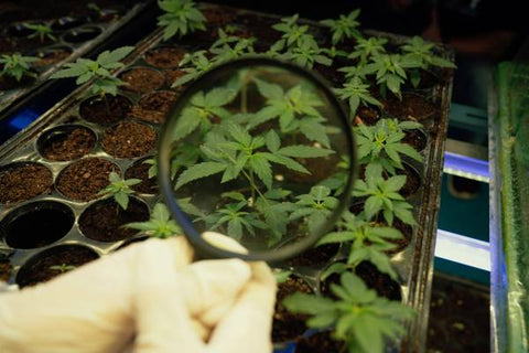 observación de plantas de cannabis
