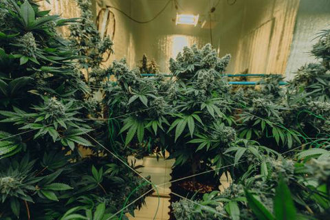 interior de cultivo de marihuana