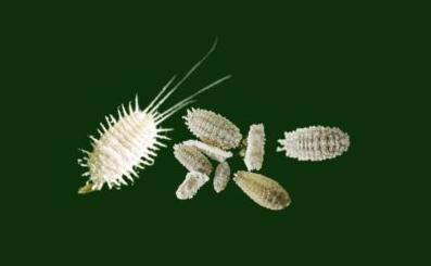 white mealybug on a green background