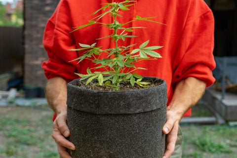 persona con jersey rojo aguantando una maceta con cannabis