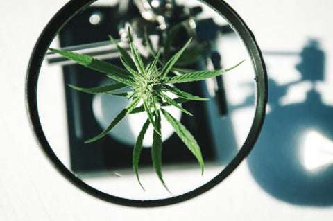 planta de cannabis bajo el microscopio