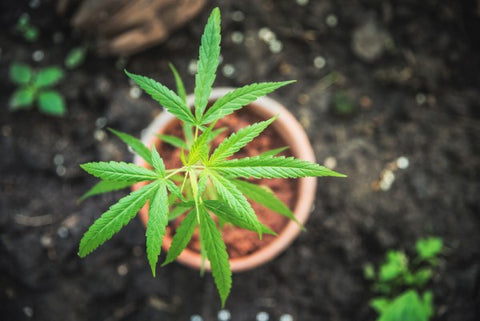 plante de cannabis en pot
