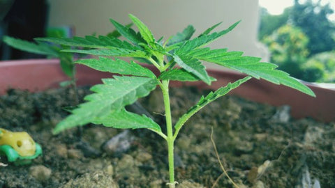 petite plante de marijuana