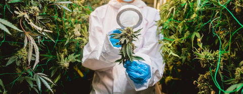 personne en blouse blanche et gants en latex examinant une plante de cannabis