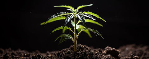 esqueje de marihuana recien plantado