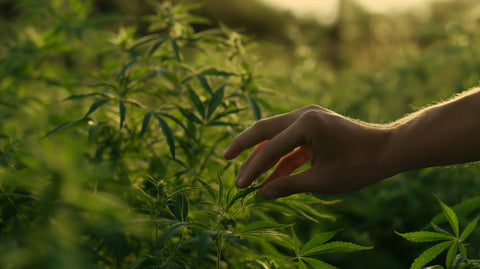 outdoor marijuana cultivation