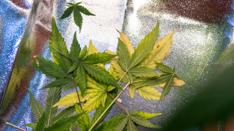 hojas de cannabis marchitas