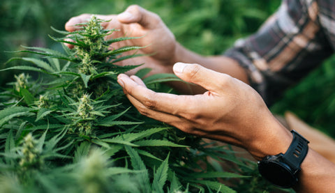 manos de hombre sosteniendo hojas de planta de cannabis en floración