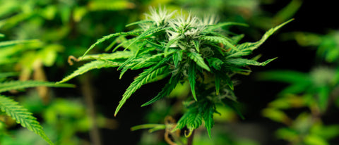 planta de cannabis en floración