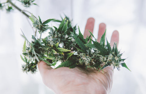 mano sosteniendo planta de cannabis
