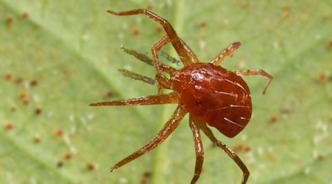 araignée rouge sur fond flou d'une feuille de cannabis avec des œufs d'araignée