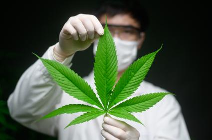 Asian scientist with protective suit, glasses and latex gloves holding a cannabis leaf