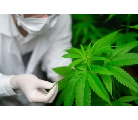 scientist in protective suit examining cannabis plant