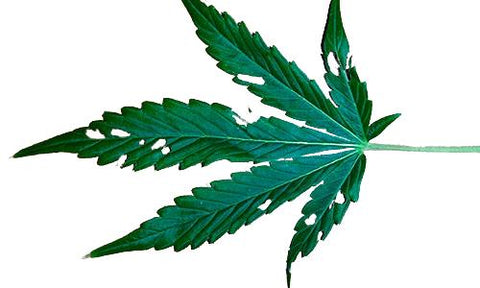 hoja de cannabis mordisqueada