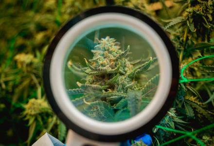 cannabis bud inspected with magnifying glass