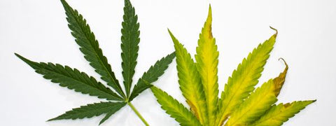 damaged cannabis leaf and healthy cannabis leaf