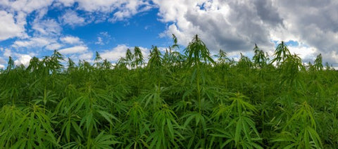 campo de cultivo de cannabis