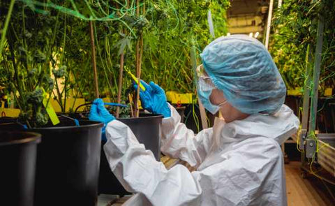 mujer con traje de protección examinando plantas de cannabis