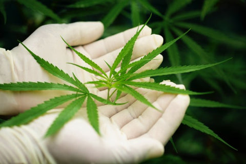 manos de persona con guantes de látex sosteniendo hojas de cannabis