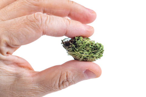 man's hand holding a cured cannabis bud on a white background