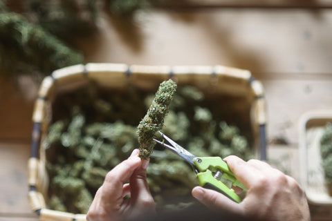 hands of person with scissors cutting cannabis buds