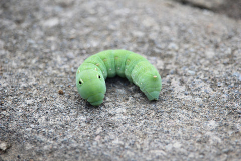 green caterpillar on stone