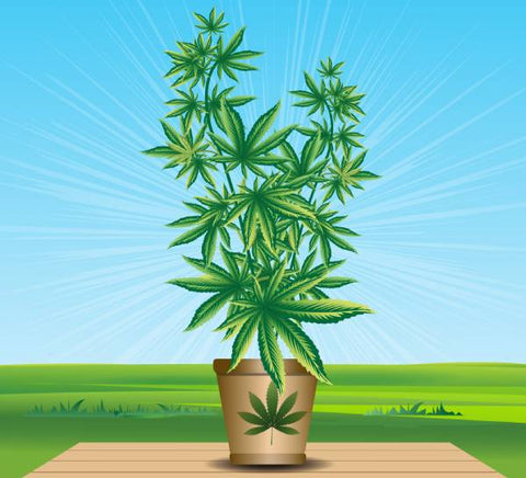 dessin d'une plante de cannabis en pot sur une table en bois à l'extérieur avec un pré vert et un ciel bleu