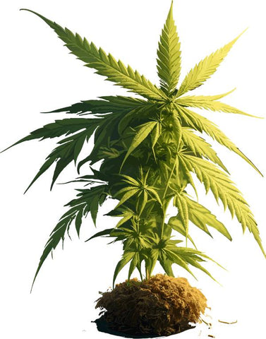 plante de cannabis dans le sol et sur fond blanc