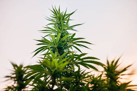 plantes de cannabis sativa à l'extérieur avec coucher de soleil
