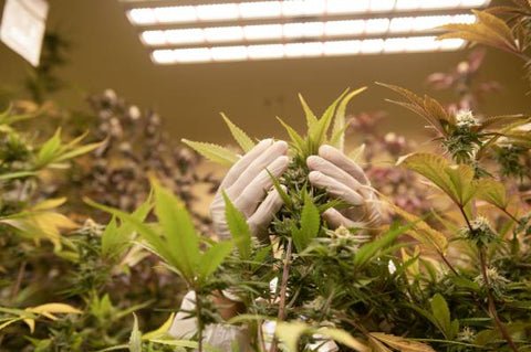 person in white gloves examining marijuana leaves in indoor cultivation