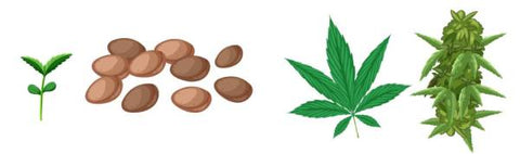 proceso crecimiento cannabis