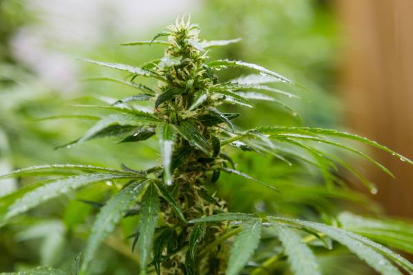planta de marihuana en una plantación