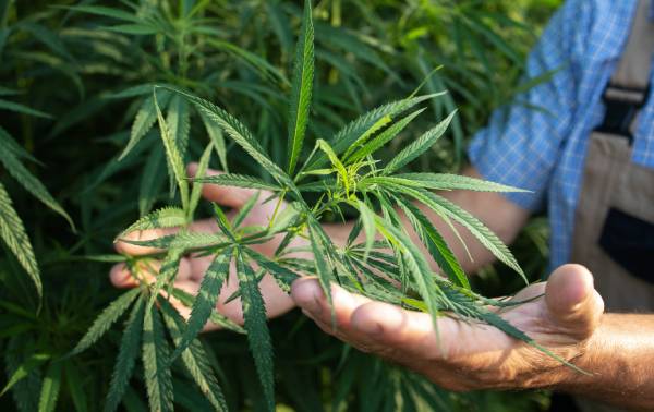 manos sujetando planta de marihuana en plantación