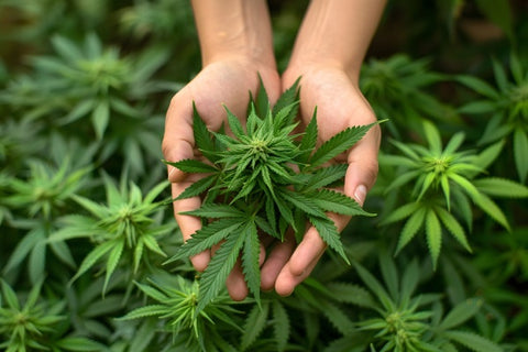 hands holding marijuana leaves