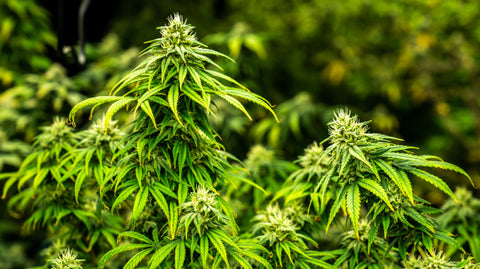 plantas de cannabis