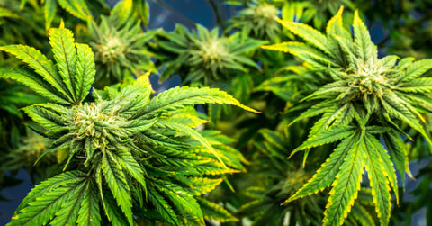 primer plano de plantas de cannabis