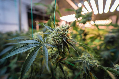 cultivo indoor de cannabis sin armario