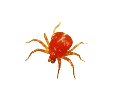 bottomless red spider