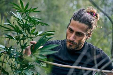 hombre con coleta observando plantas de marihuana